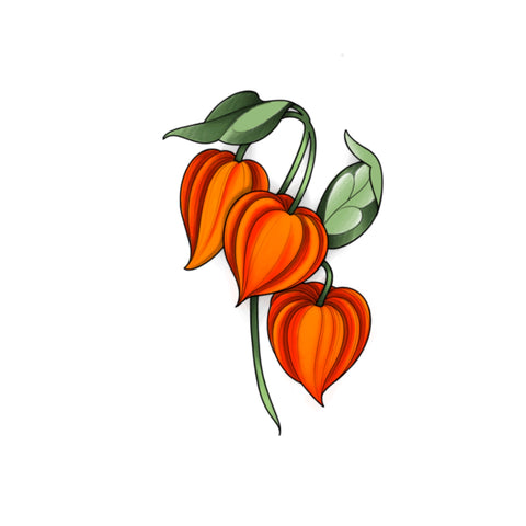 Physalis flower by Sarah Amelia